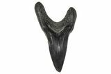 Rare, Fossil Shark (Parotodus) Tooth - South Carolina #375807-1